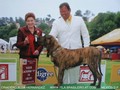In Memorian - Fila Brasileiro Tigrado - Canil Singular - Podiuns